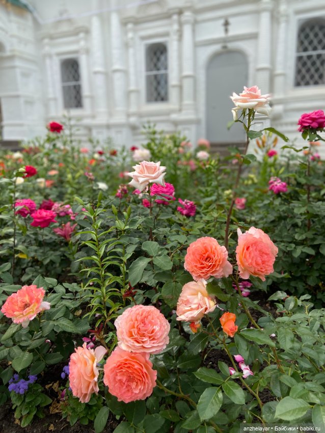 Красота лета. Прогулка по Толгскому монастырю (фото 7)