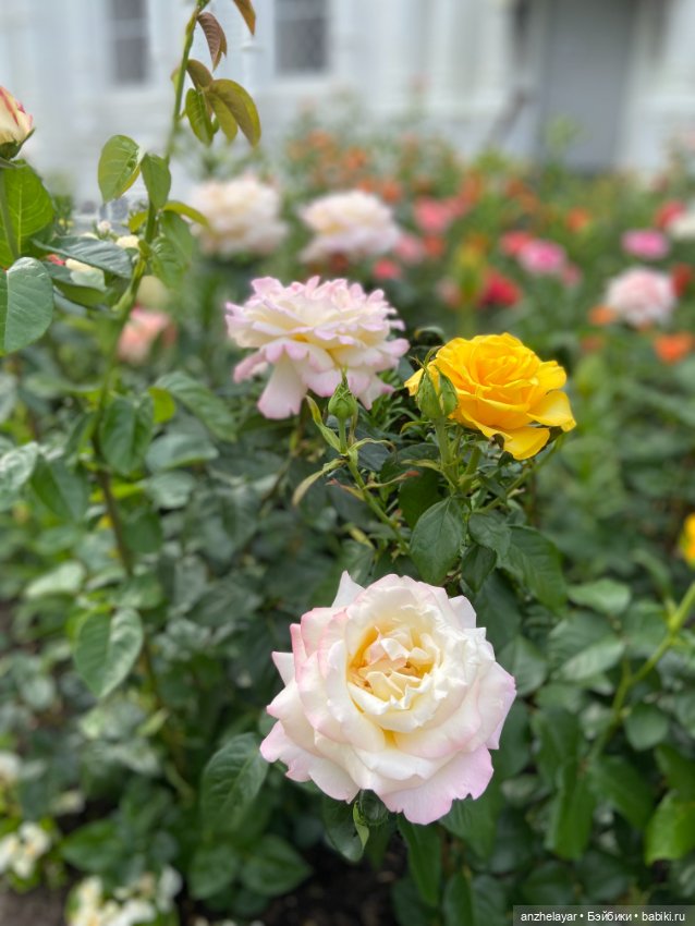 Красота лета. Прогулка по Толгскому монастырю (фото 6)