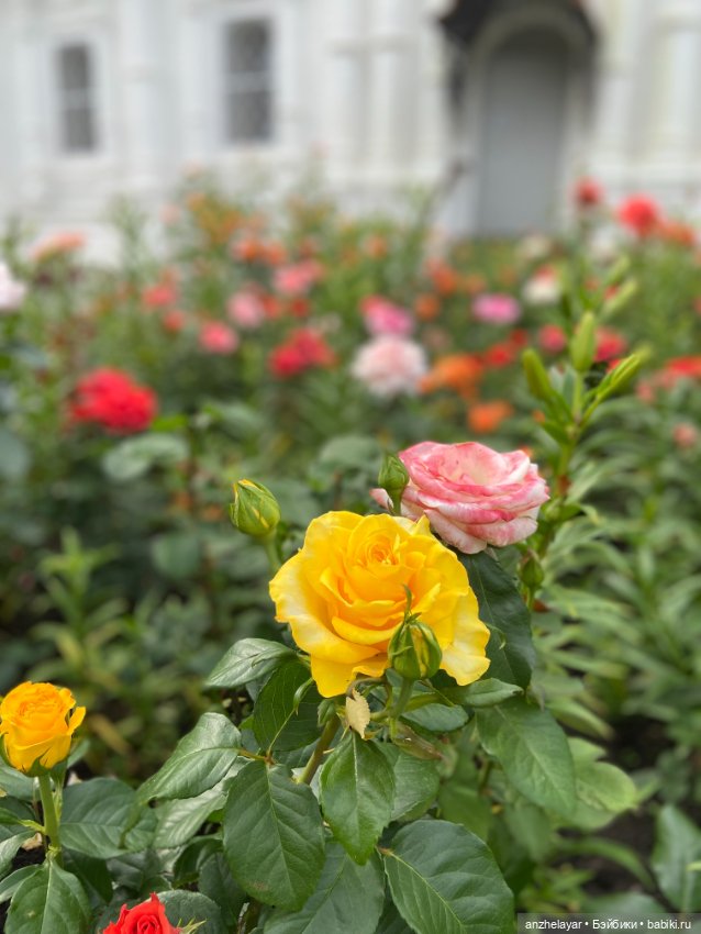 Красота лета. Прогулка по Толгскому монастырю (фото 5)