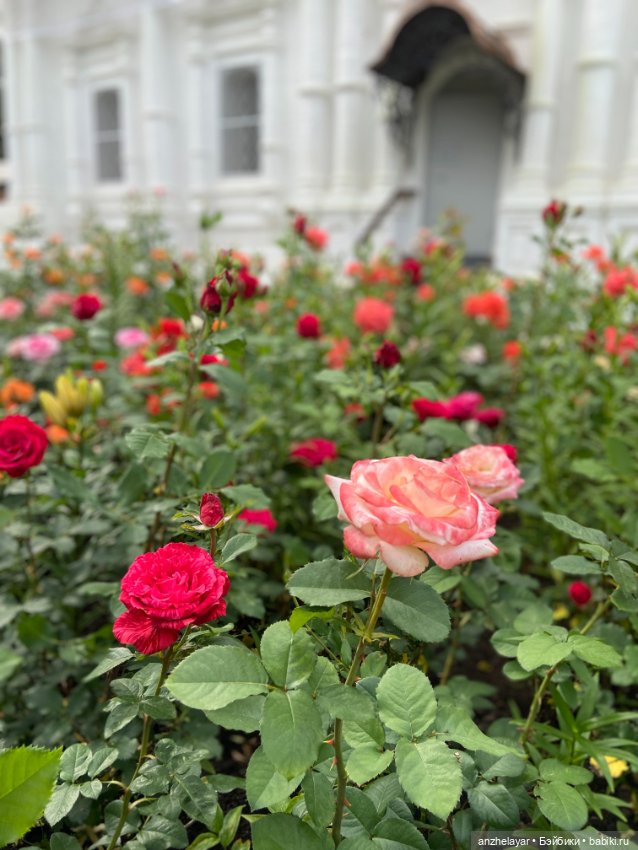 Красота лета. Прогулка по Толгскому монастырю (фото 4)