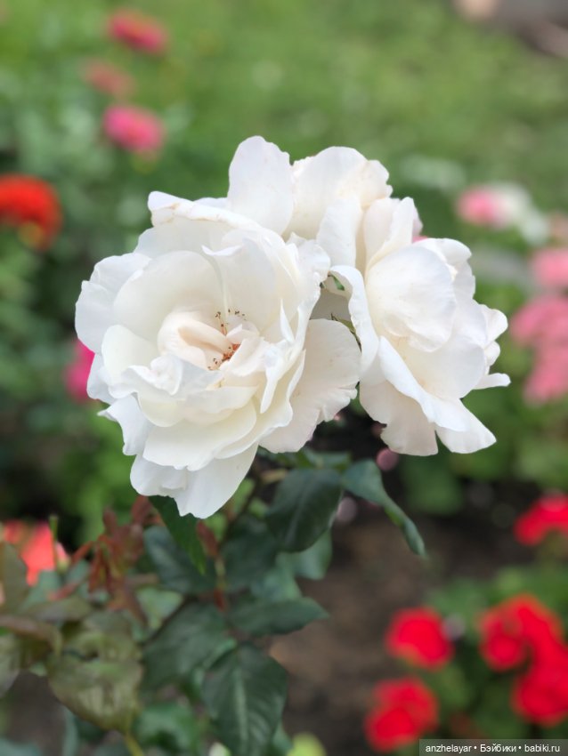 Красота лета. Прогулка по Толгскому монастырю (фото 9)