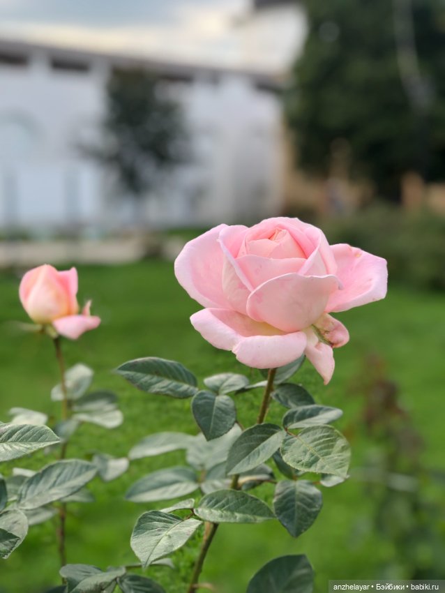 Красота лета. Прогулка по Толгскому монастырю (фото 10)