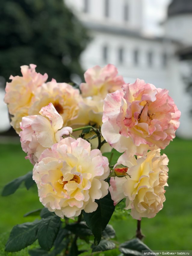 Красота лета. Прогулка по Толгскому монастырю (фото 8)