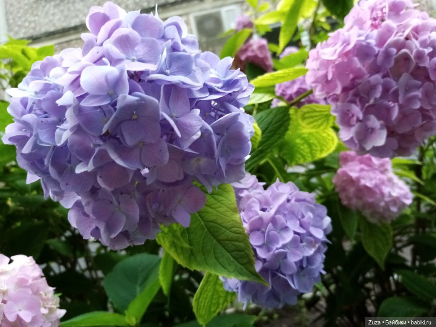 Хорошо, когда у тебя есть собака