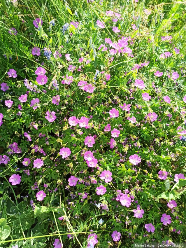 Как Алинка в Сколково ездила