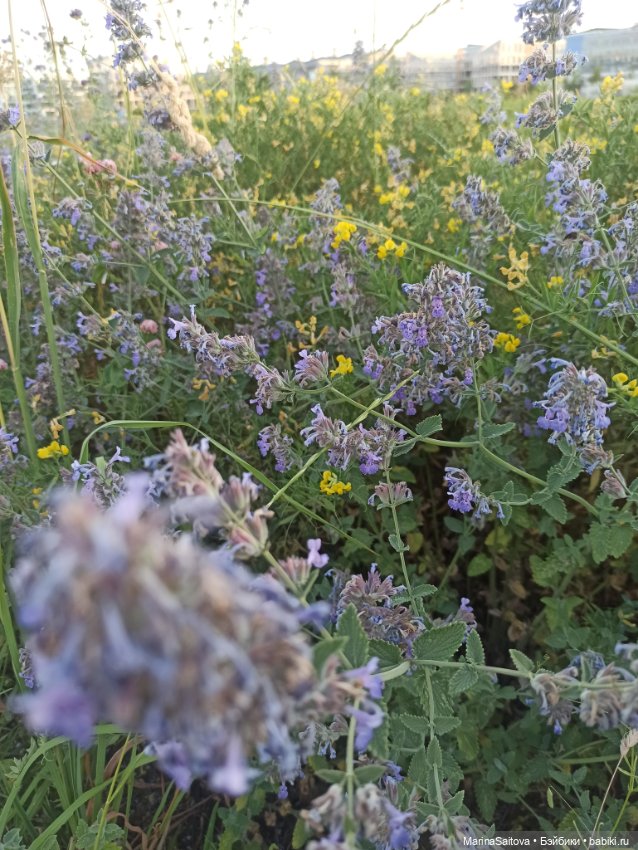 Как Алинка в Сколково ездила