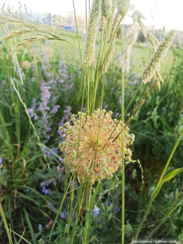 Как Алинка в Сколково ездила
