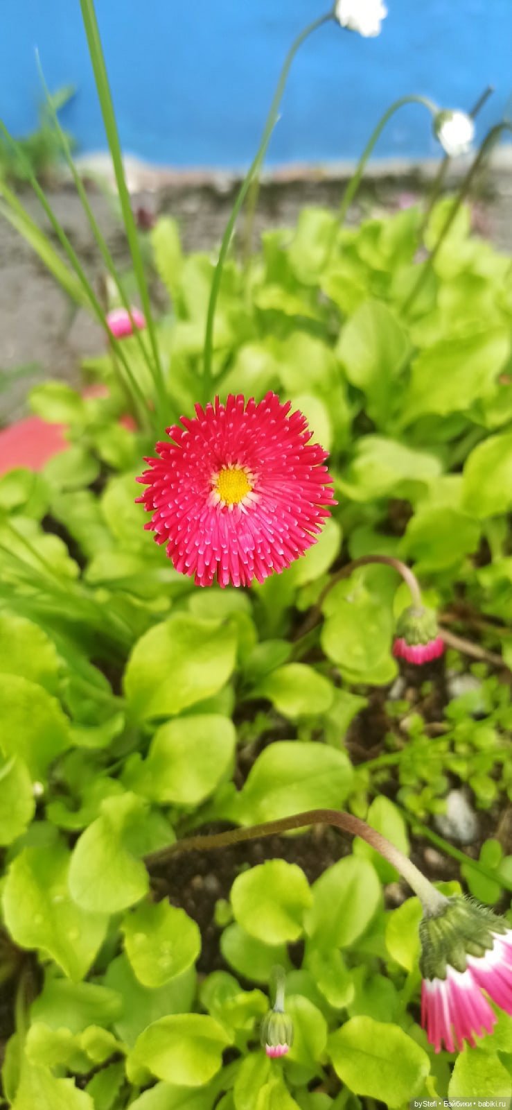 Покажу немного цветулек. Заполярье. Ну и контраст. Май и июнь (фото 7)