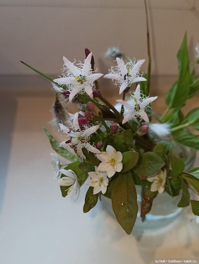 Покажу немного цветулек. Заполярье. Ну и контраст. Май и июнь (фото 9)