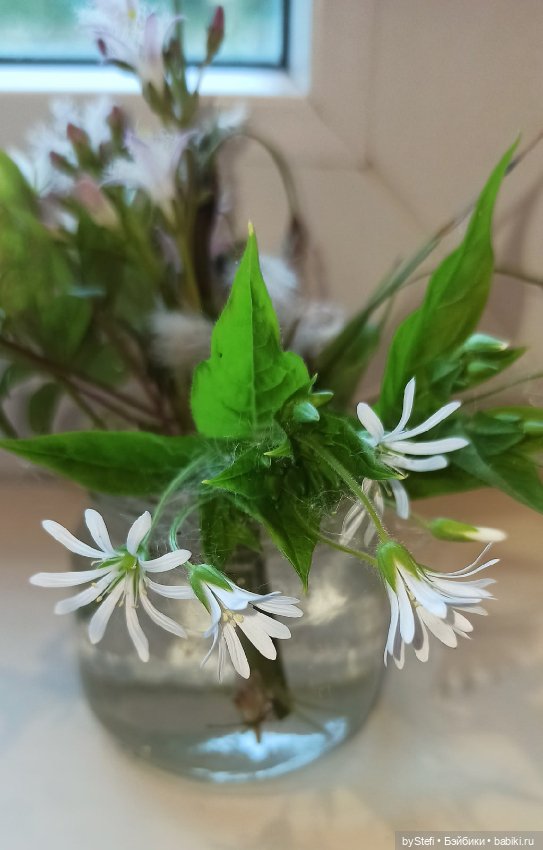 Покажу немного цветулек. Заполярье. Ну и контраст. Май и июнь (фото 2)