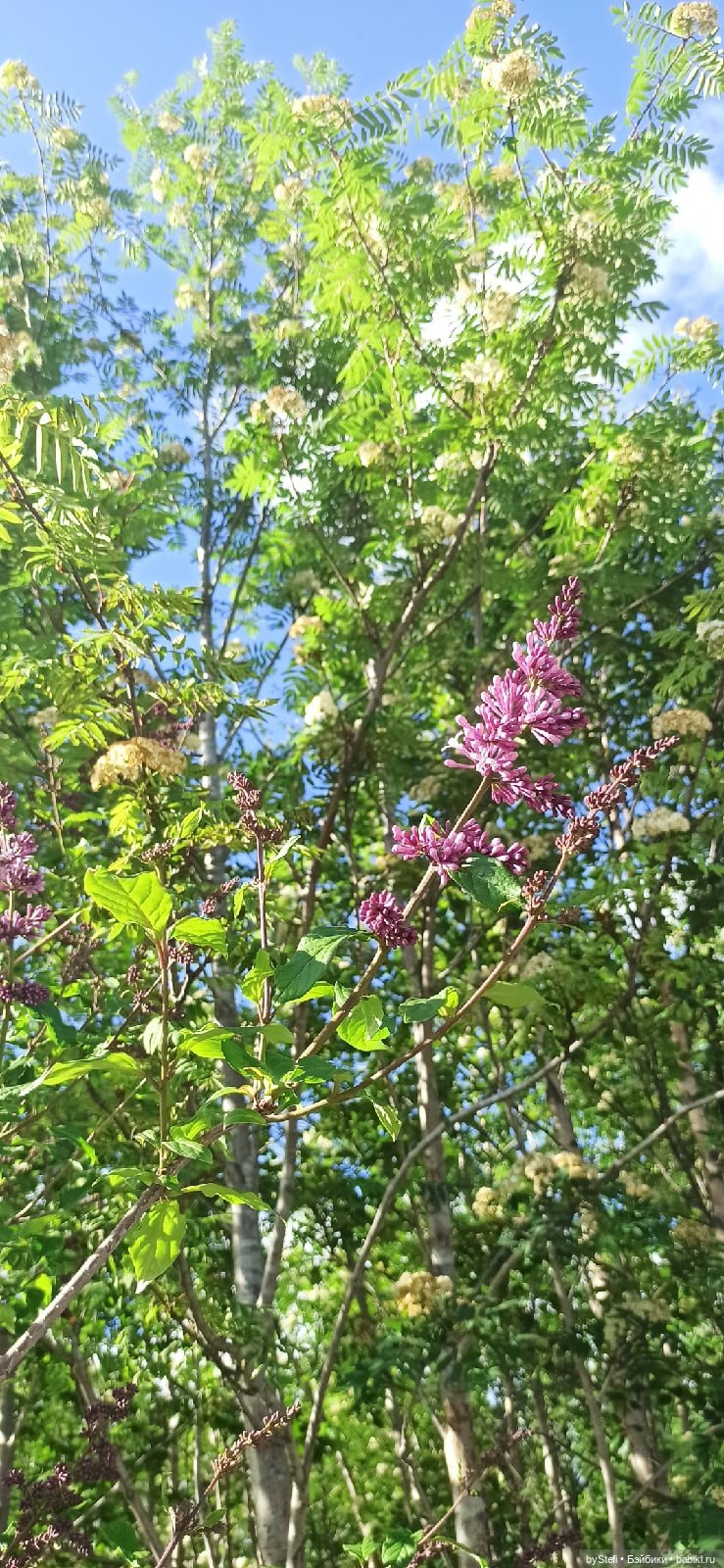 Покажу немного цветулек. Заполярье. Ну и контраст. Май и июнь