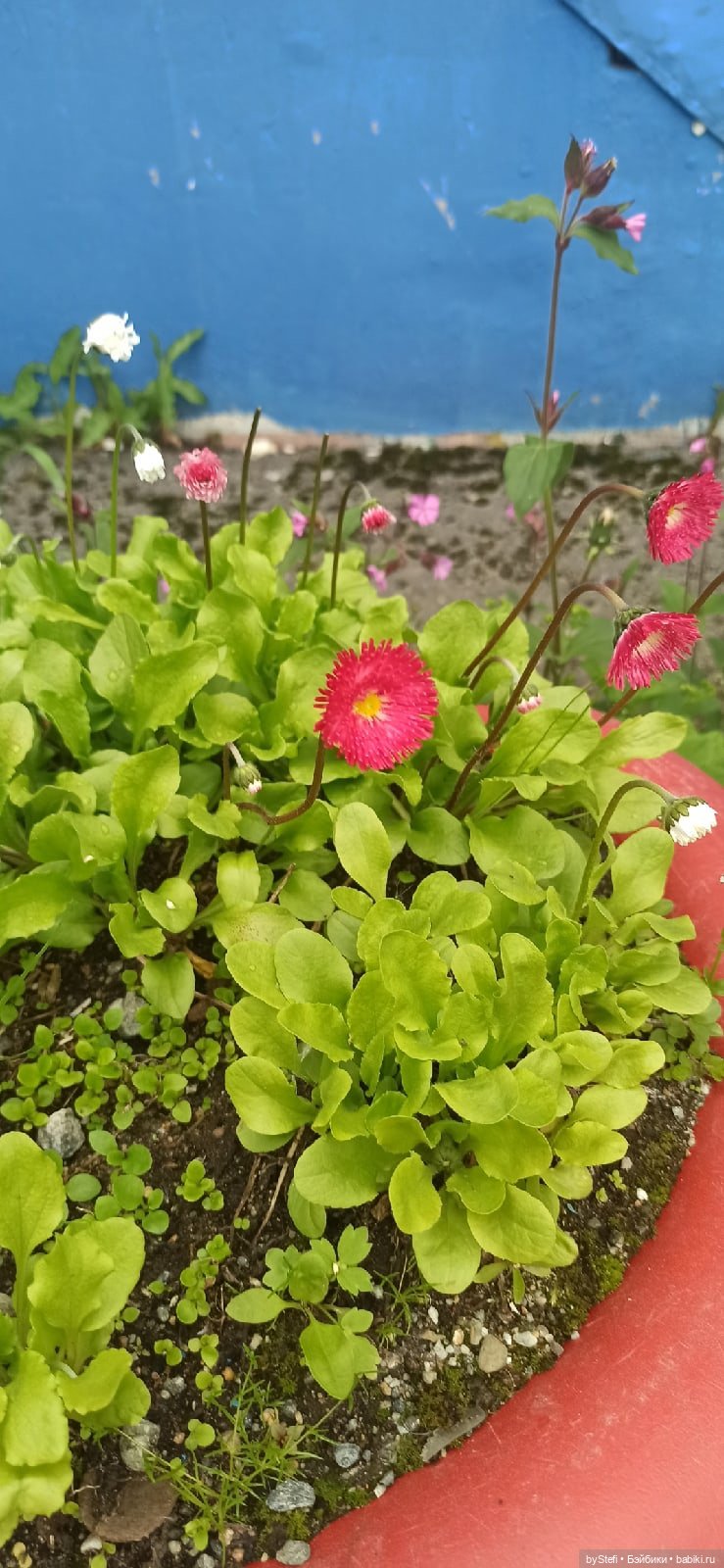 Покажу немного цветулек. Заполярье. Ну и контраст. Май и июнь (фото 10)