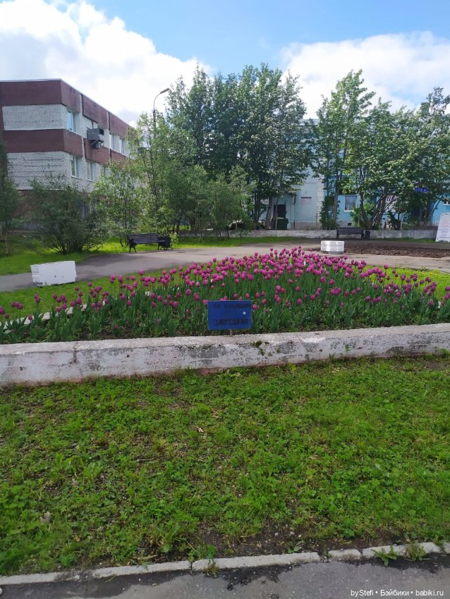 Покажу немного цветулек. Заполярье. Ну и контраст. Май и июнь (фото 4)