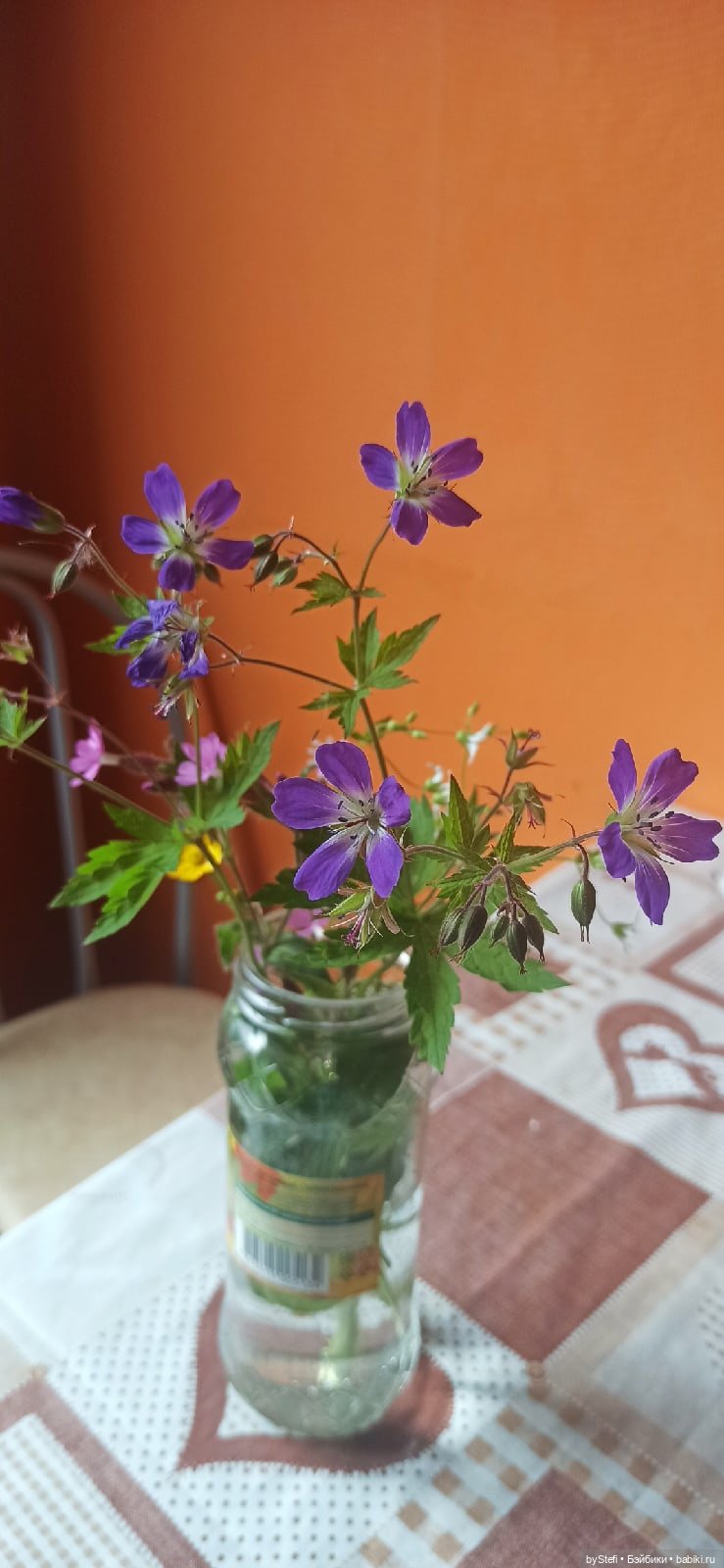 Покажу немного цветулек. Заполярье. Ну и контраст. Май и июнь (фото 6)