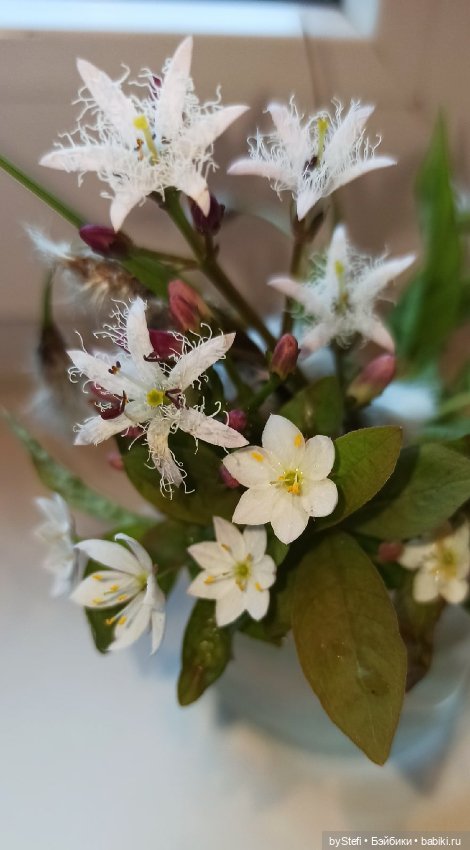 Покажу немного цветулек. Заполярье. Ну и контраст. Май и июнь (фото 3)