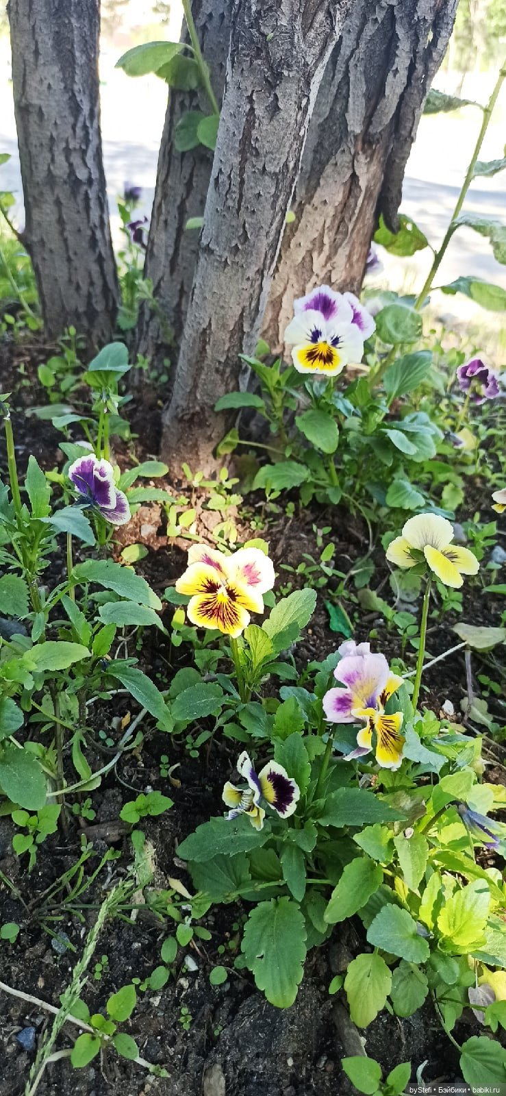 Покажу немного цветулек. Заполярье. Ну и контраст. Май и июнь