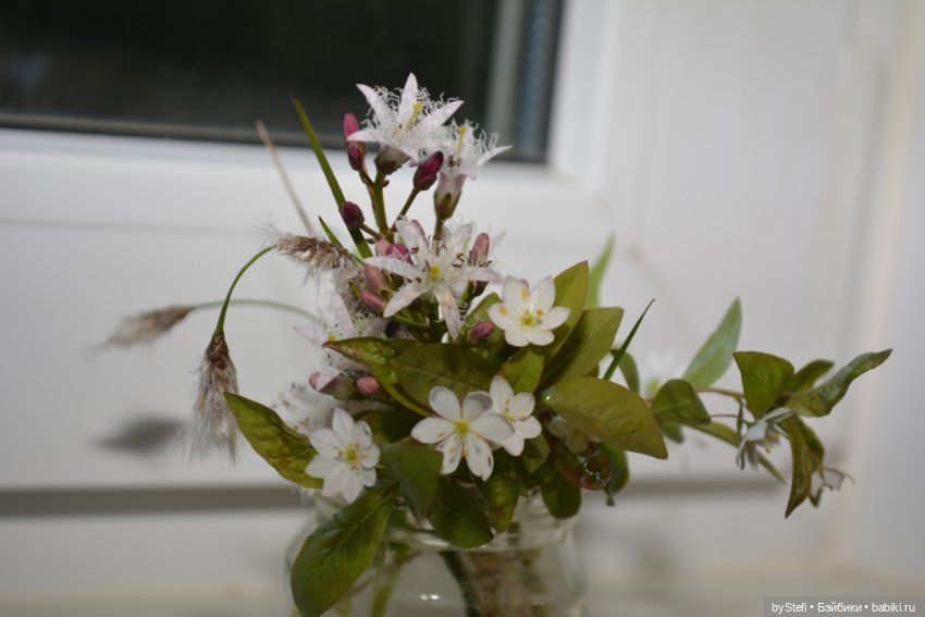 Покажу немного цветулек. Заполярье. Ну и контраст. Май и июнь