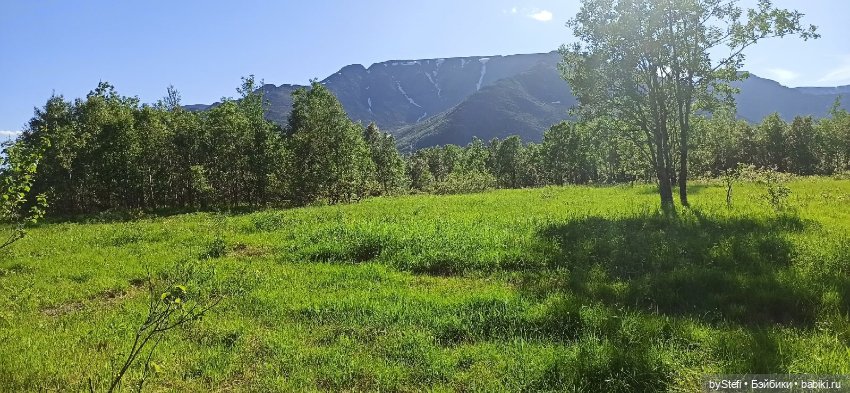 Немного северной зелени. Яркие краски лета в Заполярье. 1-2 июля