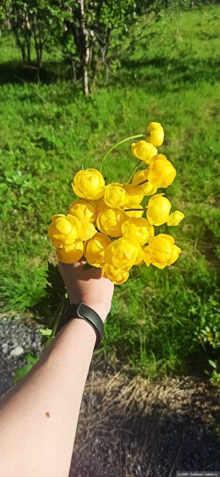 Немного северной зелени. Яркие краски лета в Заполярье. 1-2 июля (фото 4)