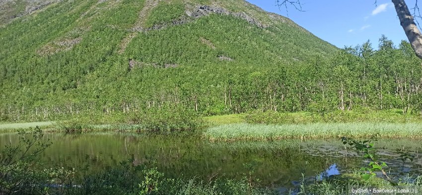 Немного северной зелени. Яркие краски лета в Заполярье. 1-2 июля