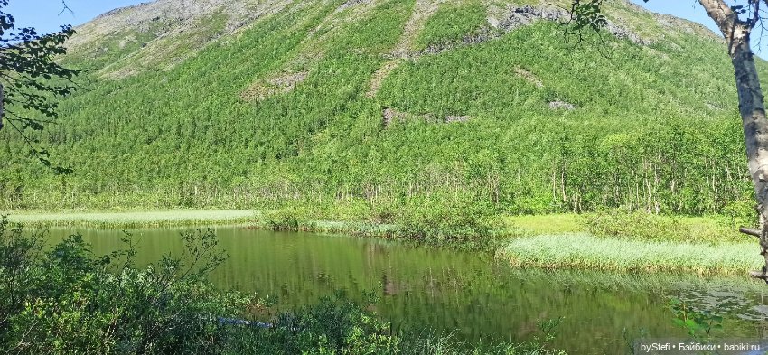 Немного северной зелени. Яркие краски лета в Заполярье. 1-2 июля