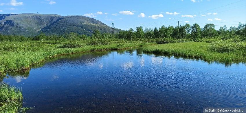 Немного северной зелени. Яркие краски лета в Заполярье. 1-2 июля