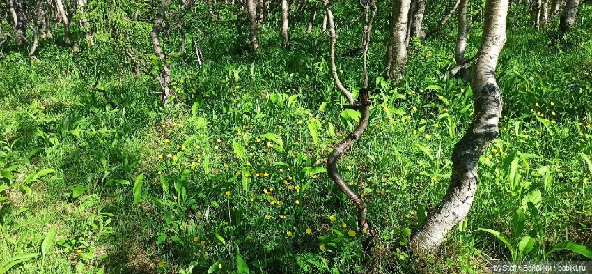 Немного северной зелени. Яркие краски лета в Заполярье. 1-2 июля