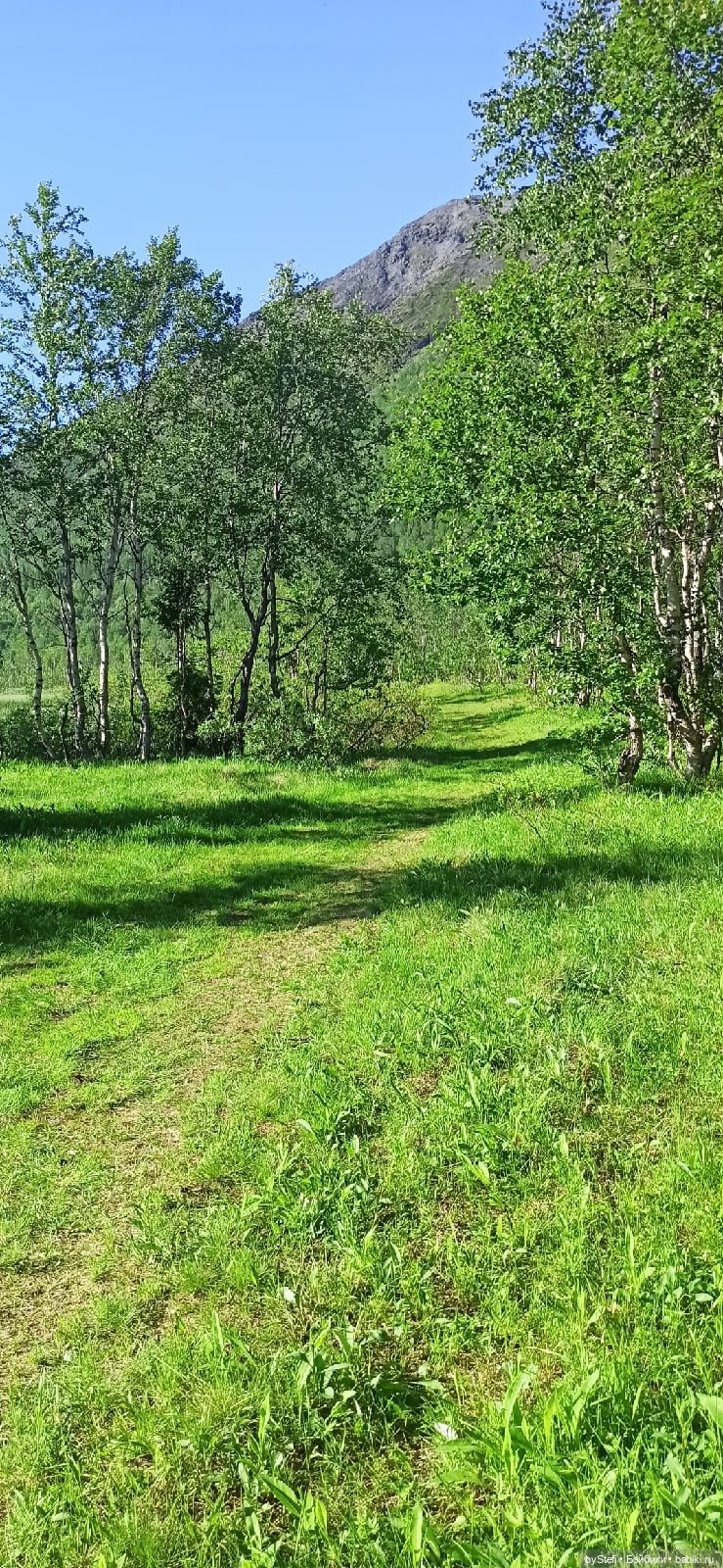 Немного северной зелени. Яркие краски лета в Заполярье. 1-2 июля