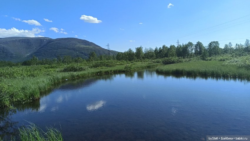 Немного северной зелени. Яркие краски лета в Заполярье. 1-2 июля