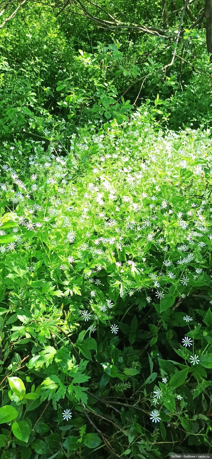 Немного северной зелени. Яркие краски лета в Заполярье. 1-2 июля