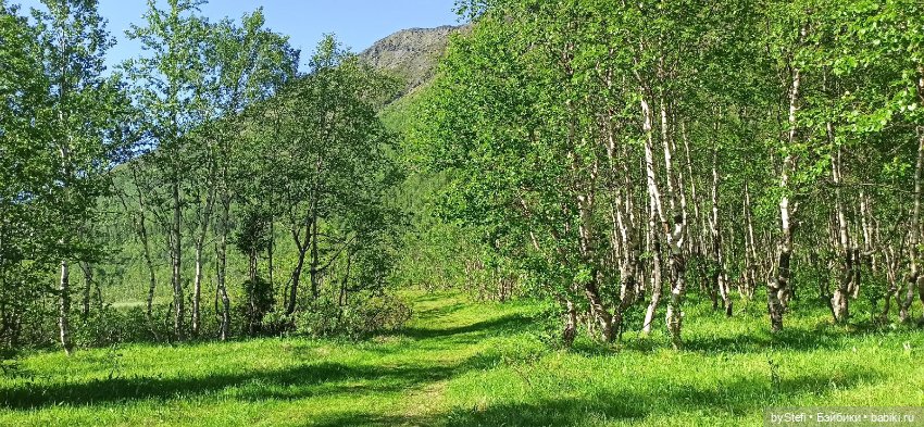 Немного северной зелени. Яркие краски лета в Заполярье. 1-2 июля