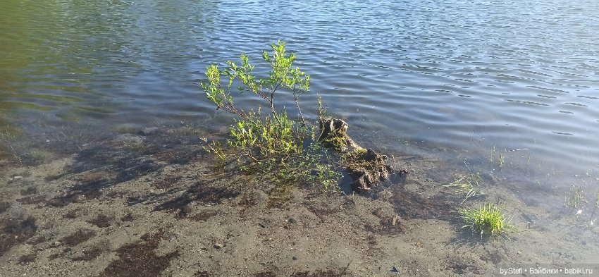 Немного северной зелени. Яркие краски лета в Заполярье. 1-2 июля (фото 8)
