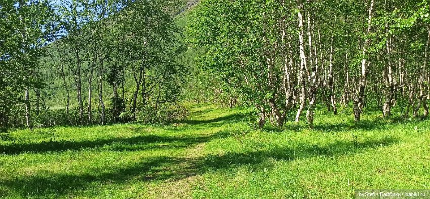 Немного северной зелени. Яркие краски лета в Заполярье. 1-2 июля