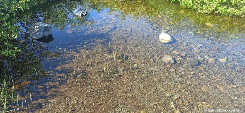 Немного северной зелени. Яркие краски лета в Заполярье. 1-2 июля