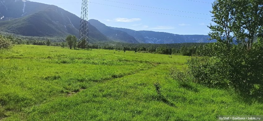 Немного северной зелени. Яркие краски лета в Заполярье. 1-2 июля