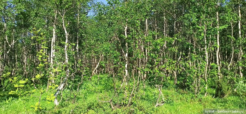 Немного северной зелени. Яркие краски лета в Заполярье. 1-2 июля