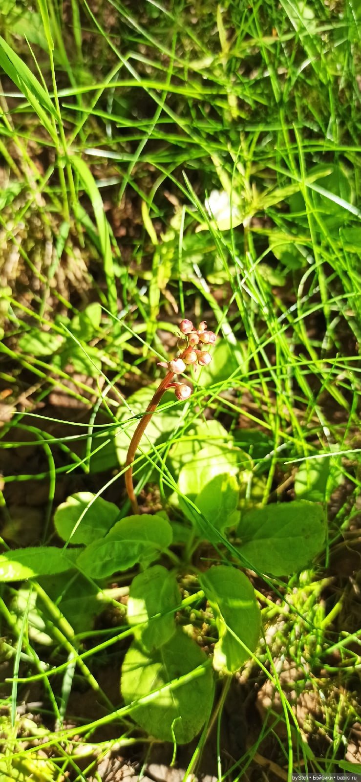 Немного северной зелени. Яркие краски лета в Заполярье. 1-2 июля