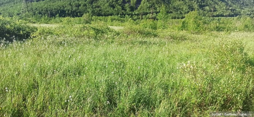 Немного северной зелени. Яркие краски лета в Заполярье. 1-2 июля