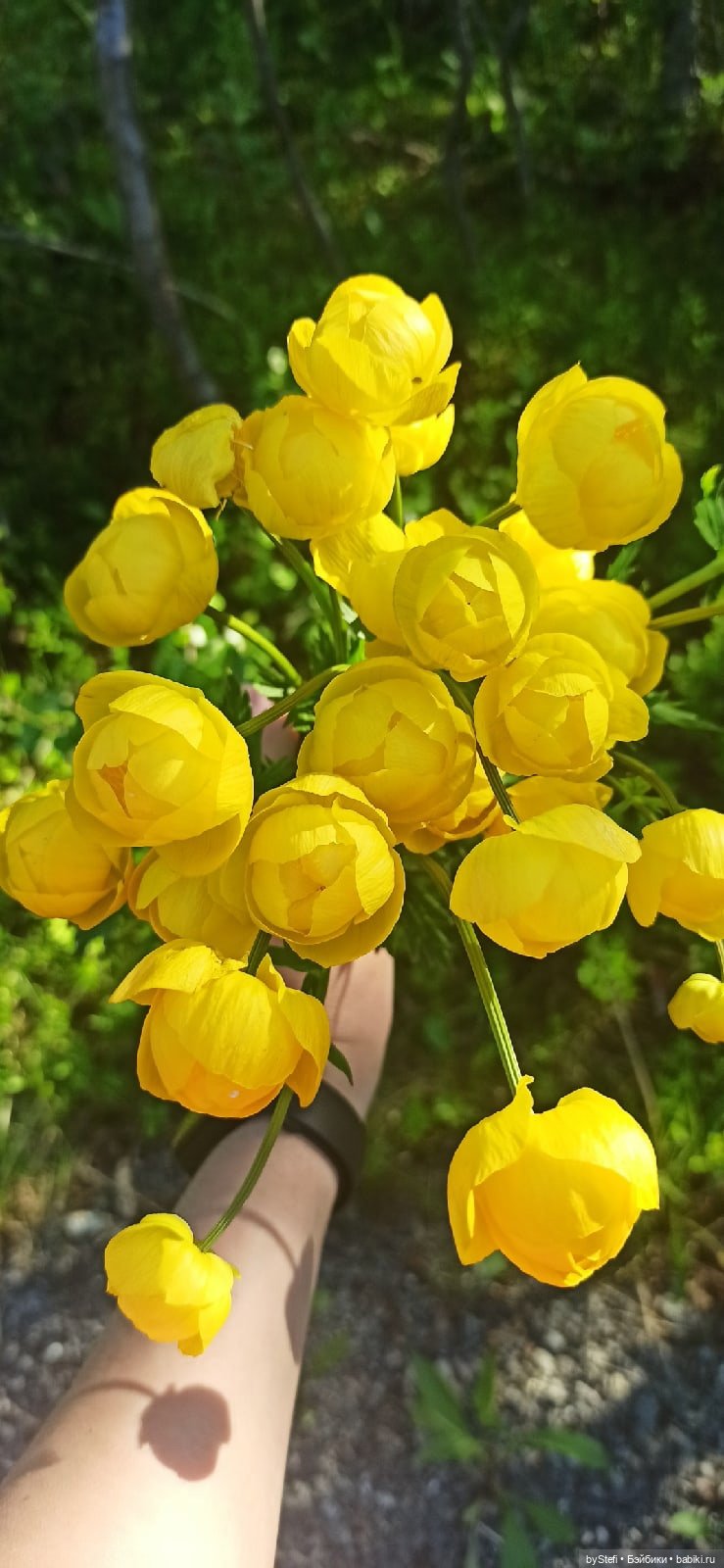 Немного северной зелени. Яркие краски лета в Заполярье. 1-2 июля (фото 5)