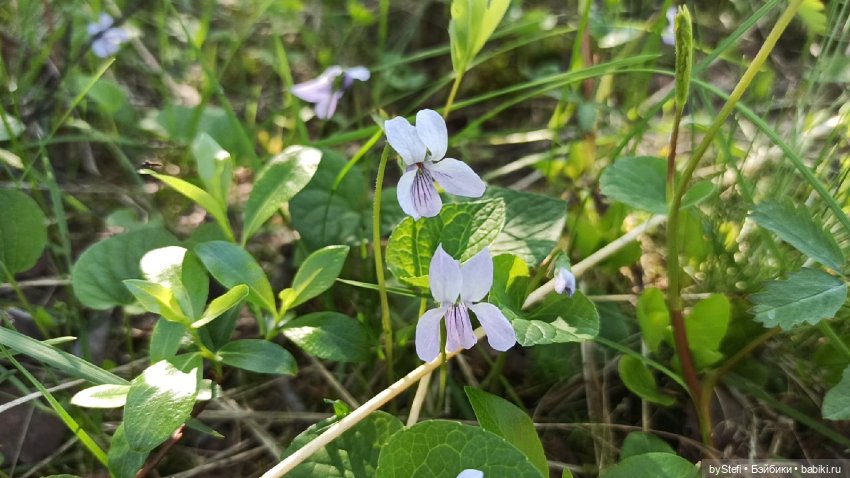 Немного северной зелени. Яркие краски лета в Заполярье. 1-2 июля