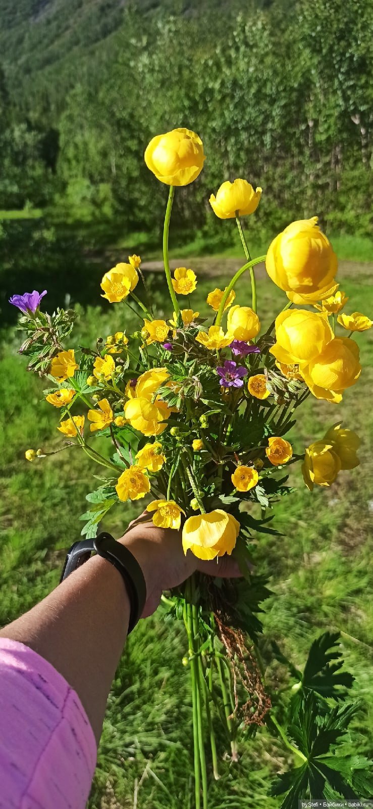 Немного северной зелени. Яркие краски лета в Заполярье. 1-2 июля (фото 9)