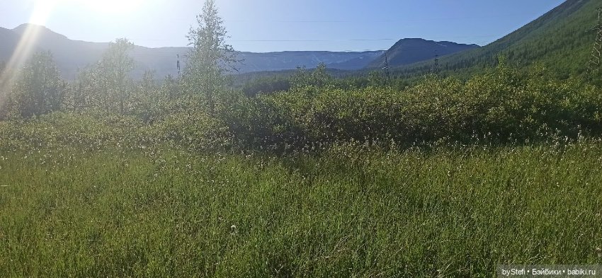 Немного северной зелени. Яркие краски лета в Заполярье. 1-2 июля (фото 2)