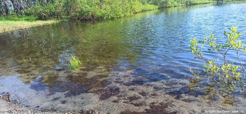 Немного северной зелени. Яркие краски лета в Заполярье. 1-2 июля (фото 6)