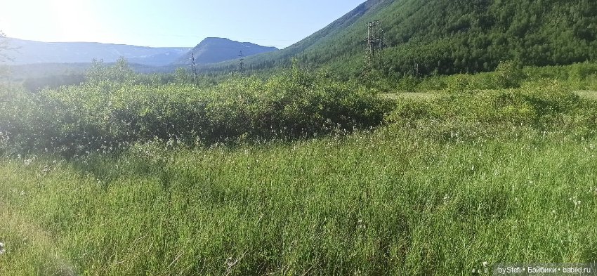 Немного северной зелени. Яркие краски лета в Заполярье. 1-2 июля (фото 3)