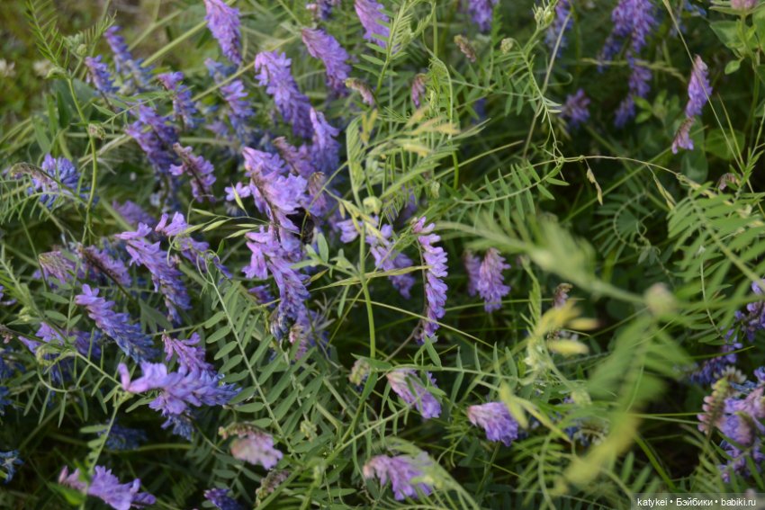 Это я удачно приземлилась! (постконкурс)