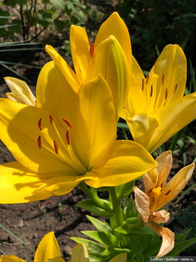 Лето, солнце, жара — Винтажные куклы ГДР (Немки): Бигги