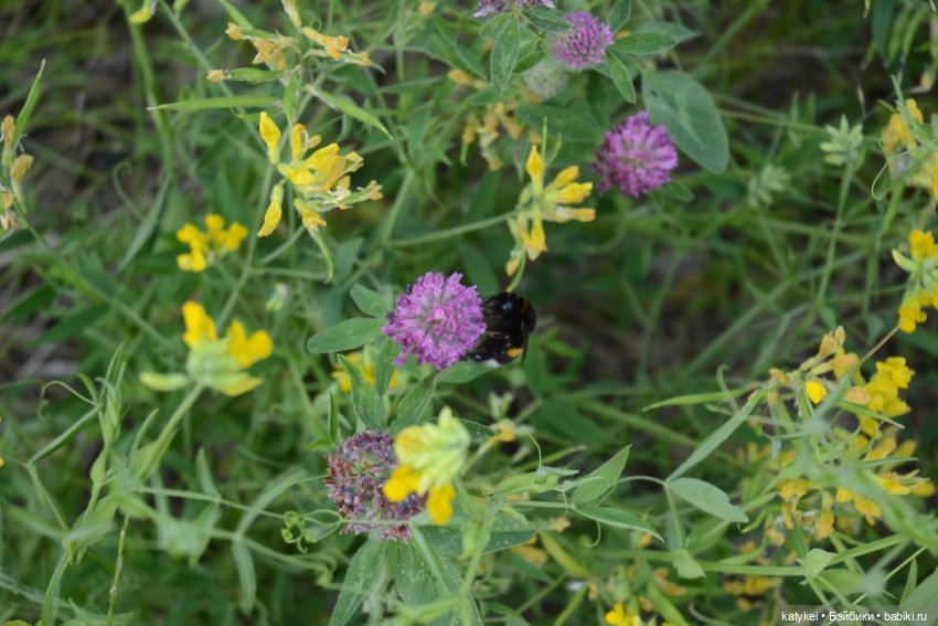Это я удачно приземлилась! (постконкурс)