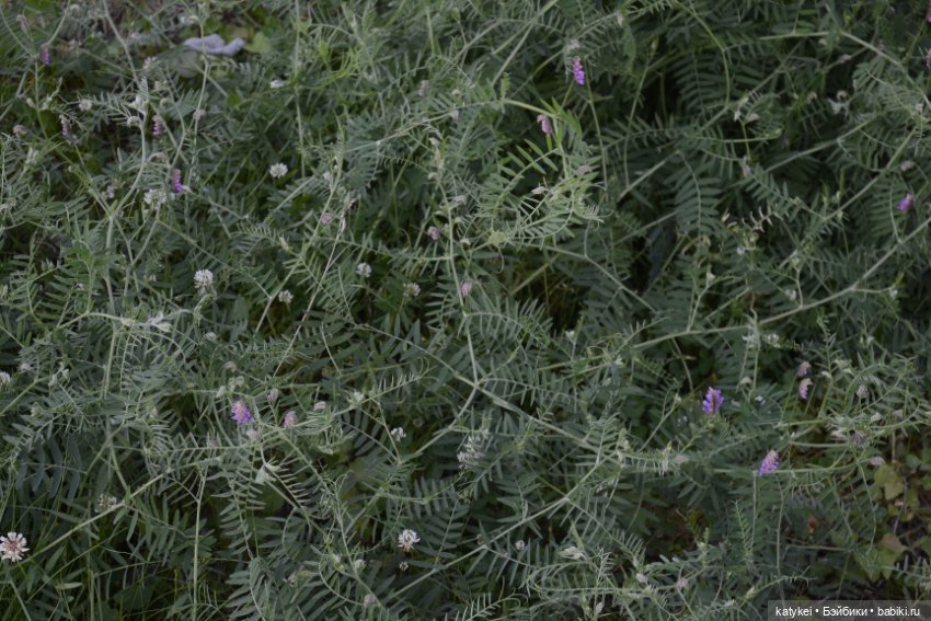 Это я удачно приземлилась! (постконкурс)