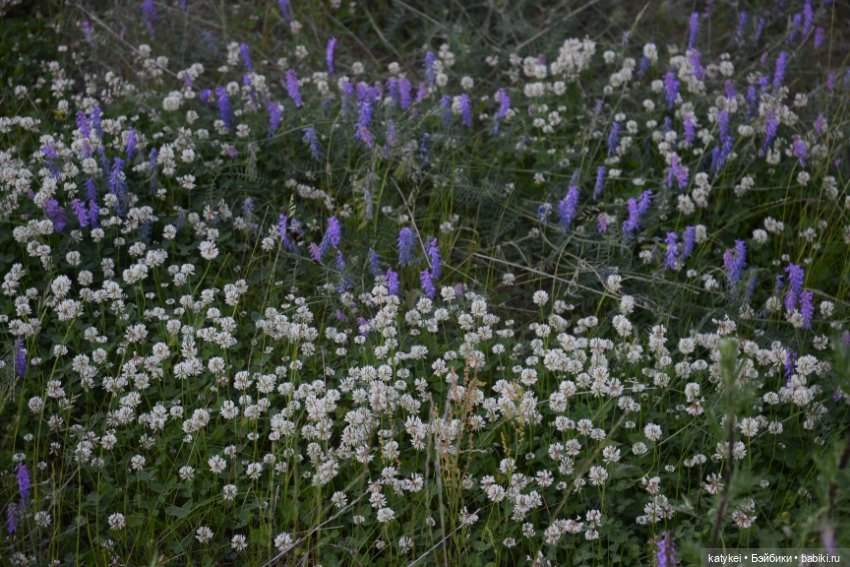 Это я удачно приземлилась! (постконкурс) (фото 3)