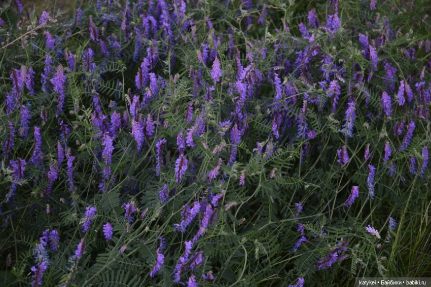 Это я удачно приземлилась! (постконкурс) (фото 2)